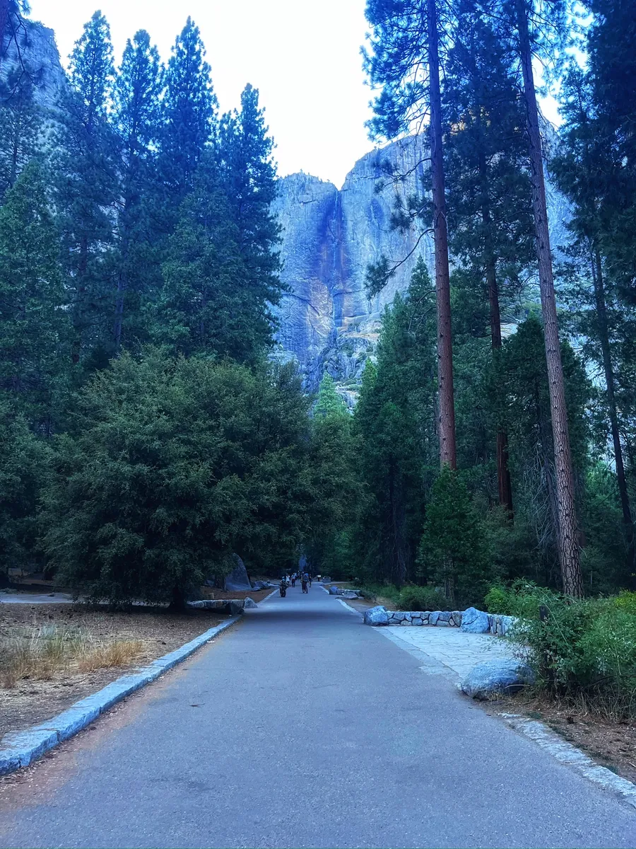 A trail through tall pines toward a granite cliff in Yosemite